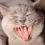 Masquepiensos dientes sanos gatos